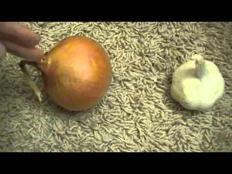 how to relieve onion breath