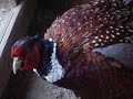 Vecchia fattoria: Fagiani e coturnici