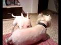 videos de bull terrier pasivo