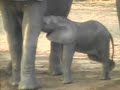 Baby Elephant get's shoved by Auntie