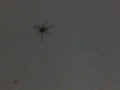 the-biggest-spider-i