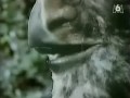 Manimal meets miike snow