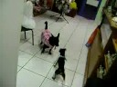 Manguito e Amora...