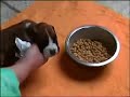 Chiots Boxer biberon et sevrage mai 2008