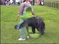 Bouvier des Flandres Altan, de aanval
