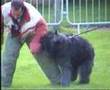Boyero de Flandes video