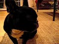 french bulldog (mafia) Mufu