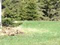 videos de red fox and litter cape breton nova scotia
