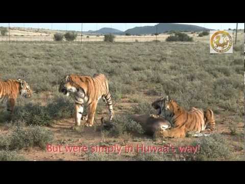 southchina tiger