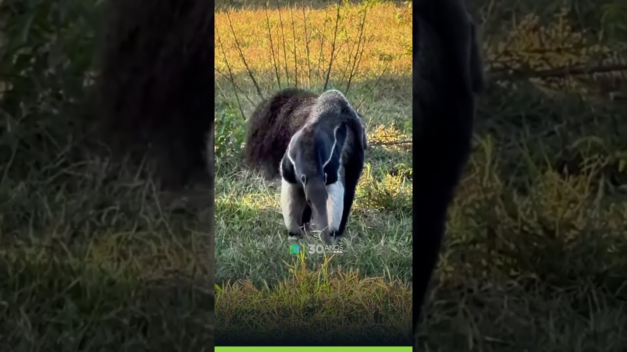 Cena rara: tamanduá com filhote no Pantanal