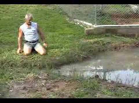 American Crocodile
