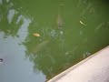 Uns peixes muito interessantes que estavam nadando no lago no Parque da Luz. 