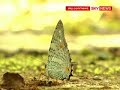 Ecuadorian Rainforest Plants And Wildlife Under Threat
