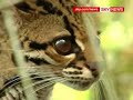 Ecuadorian Rainforest Plants And Wildlife Under Threat Ecuadorian Rainforest Plants And Wildlife Under Threat