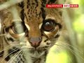 Ecuadorian Rainforest Plants And Wildlife Under Threat