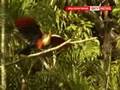 Ecuadorian Rainforest Plants And Wildlife Under Threat