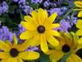 Bergeson Gardens - Waltz #1