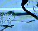 okami music video