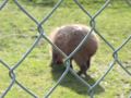 chester zoo capibaras