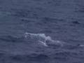 Spermwhale diving