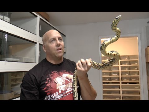 YouTube reptile video