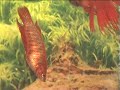 Betta splendens - Fighting and Mating Betta splendens - Fighting and Mating
