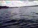 Dauphins au Cap D\