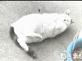 野良ネコは冬でも庭かけ回るの会 会歌(実験用)昔風/「童謡『雪』」の替え歌