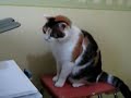 Katze Vs. Drucker (lustig!!!)