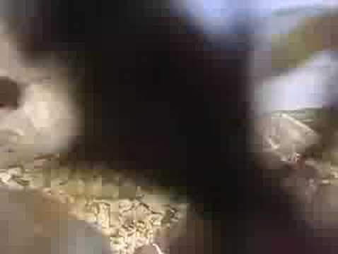 Angry Taliban Wasps