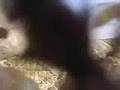 Angry Wasps in Afghanistan