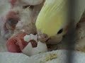 Baby Cockatiel hatches from egg