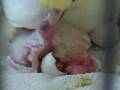 Baby Cockatiel hatches from egg
