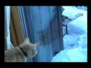 Cutest kittens and cats!!