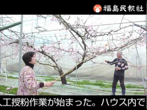 19日は「雨水」 「甘く実って」 梁川でハウスモモ人工授粉
