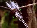 Superb Physicist Archer Fish