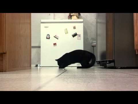 Your Kitty Fix For Today