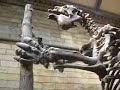 Natural History Museum London Natural History Museum London