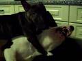 Bull Terrier Miniatura video
