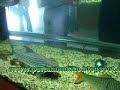 ikan air tawar ikan air tawar