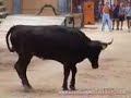 Bous al Carrer El Verger Bous al Carrer El Verger