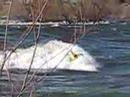 videos kayak