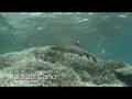 videos de Crocodive Costa Rica