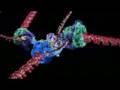 How DNA Copies Itself