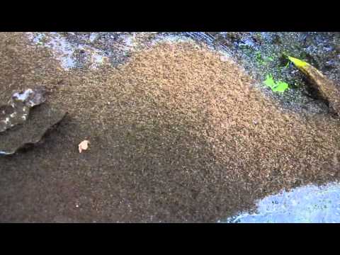 how to get rid of ants qld