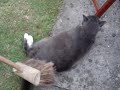 Daft Cat Loves To Be Brushed Hard With A Yard Broom