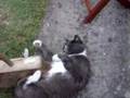 Daft Cat Loves To Be Brushed Hard With A Yard Broom