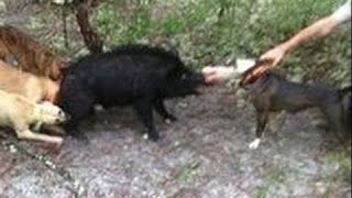 Pitbull vs sanglier. à la chasse