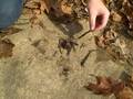 videos de Different Firestarting Material