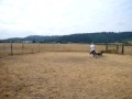 Ollie Wolston Farms 3